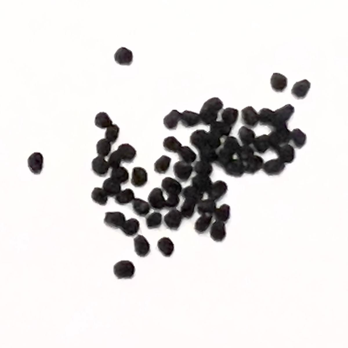 Ariocarpus bravoanus form spiralis SEEDS - 10 Seeds