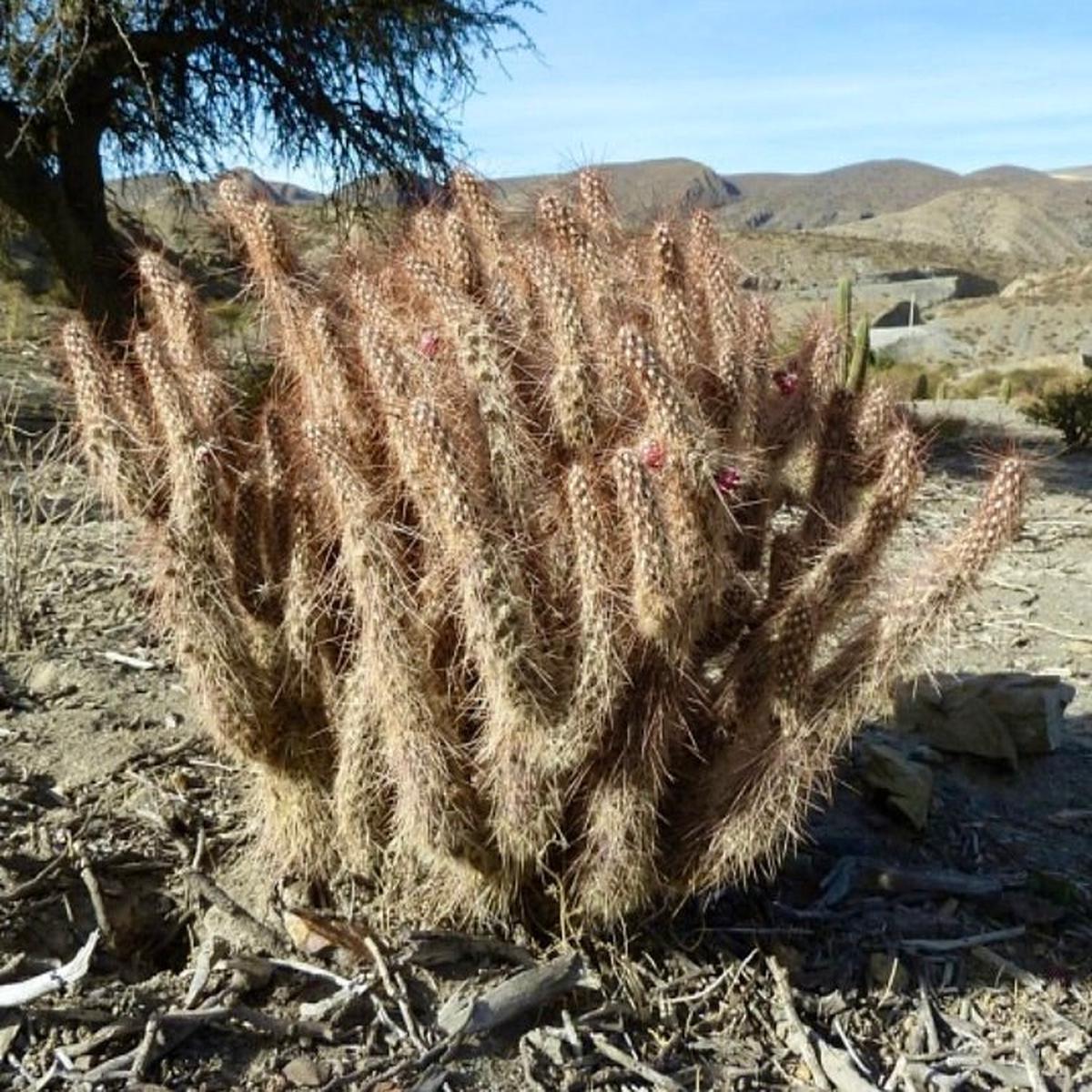 Austrocylindropuntia weingartiana SEEDS