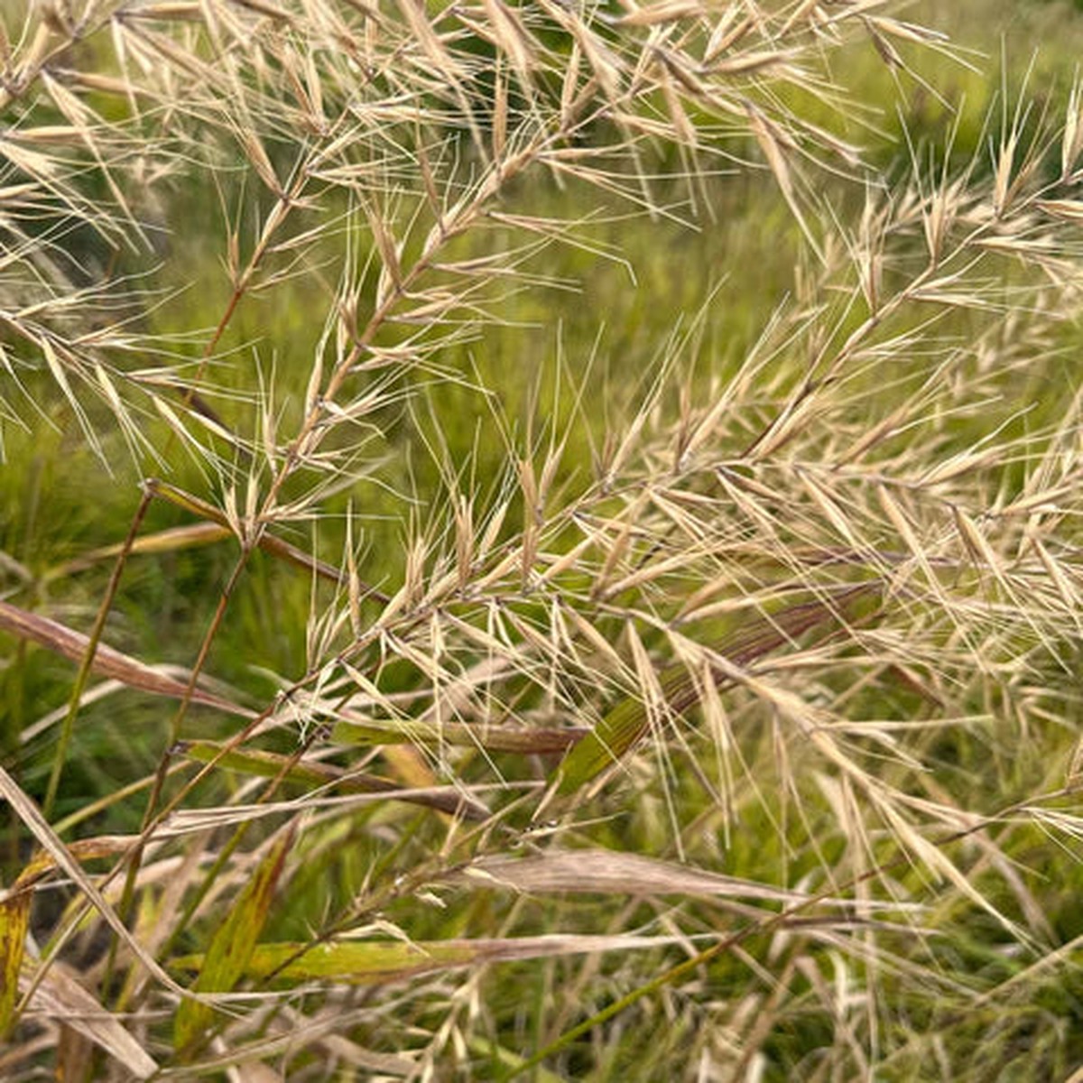 Bottlebrush Grass (Elymus hystrix) Seeds