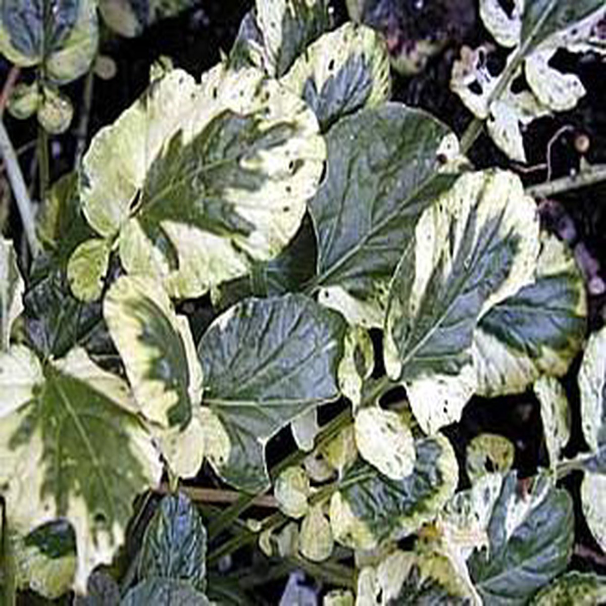 Cream & Green Winter Cress 15 Seeds - Herb