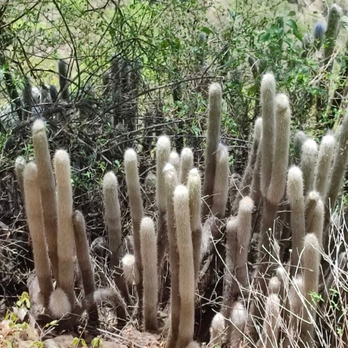 Cremnocereus albipilosus (Bolivia) SEEDS