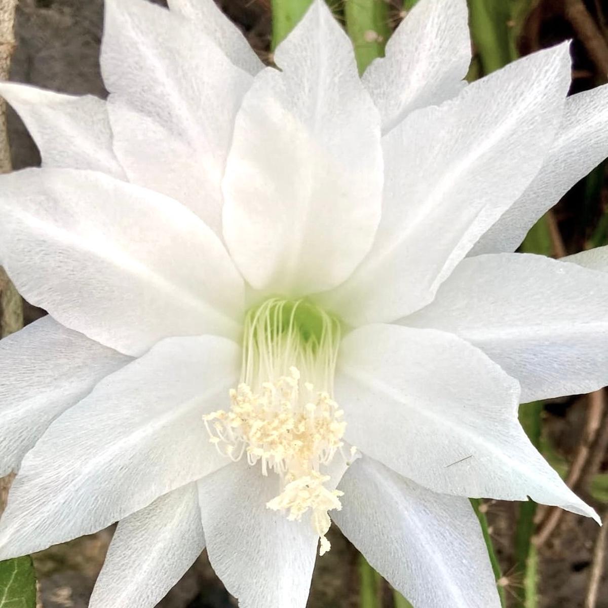 Disocactus speciosus var. amecamensis SEEDS