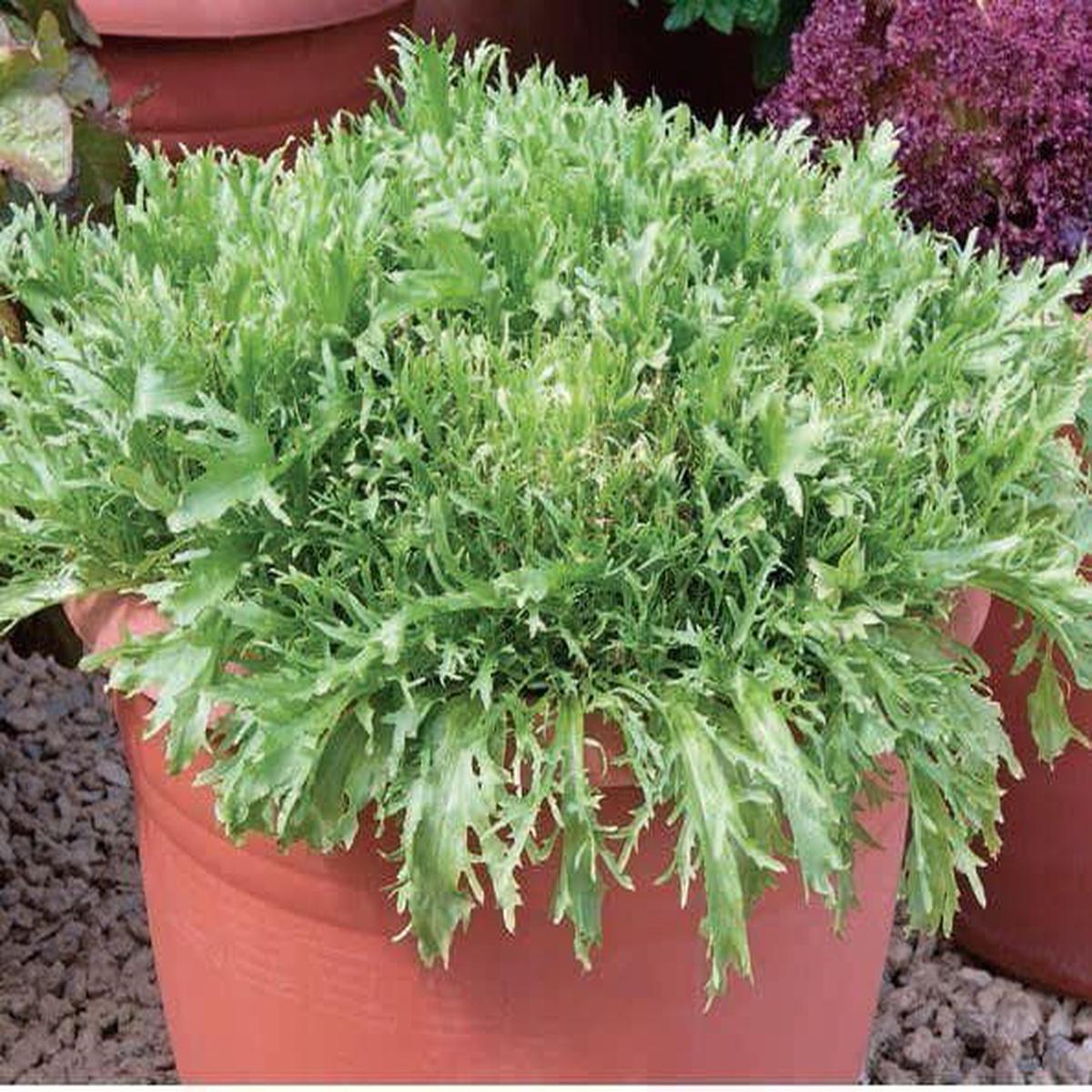 Endive Frenzy Seeds