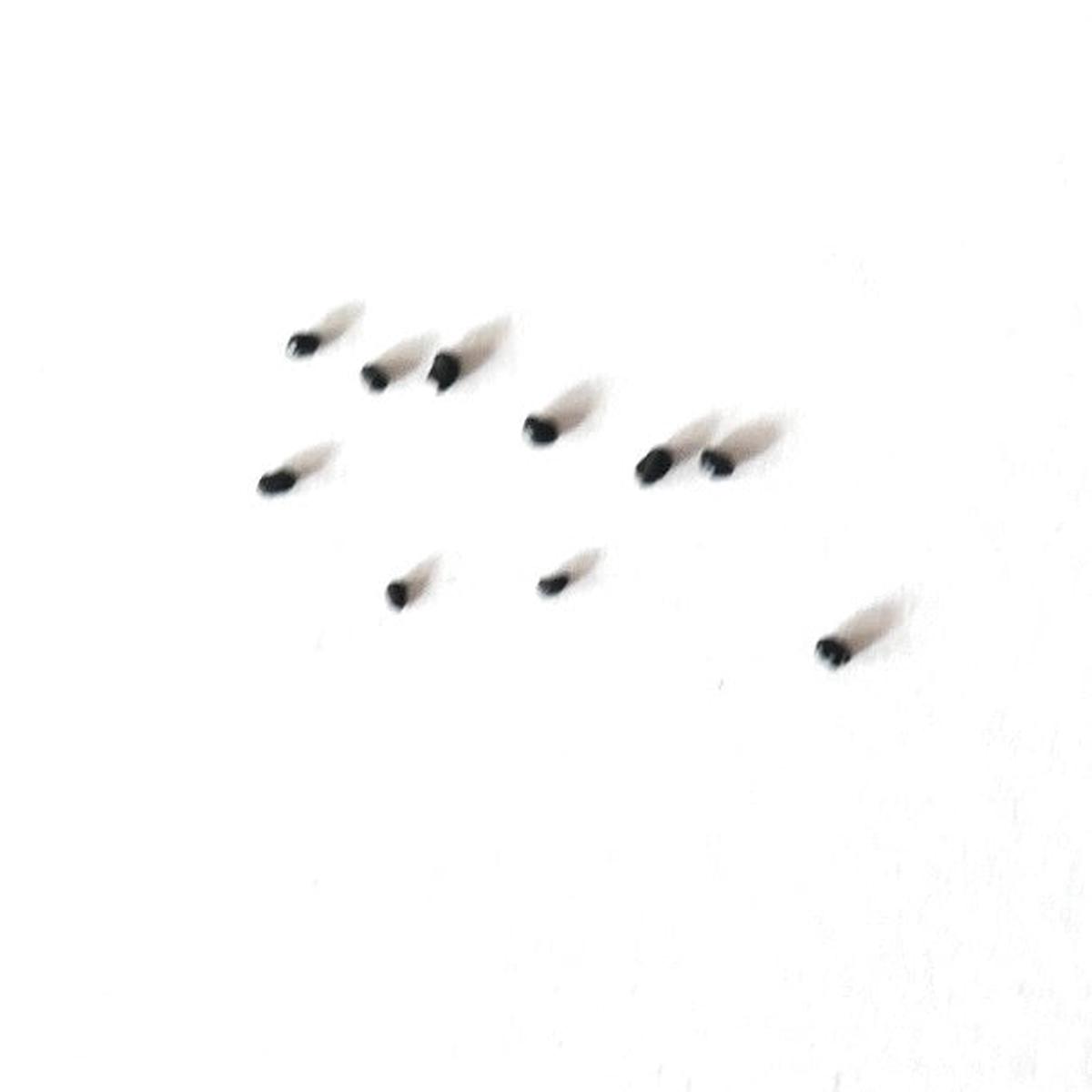 Espostoa ruficeps SEEDS - 10 Seeds