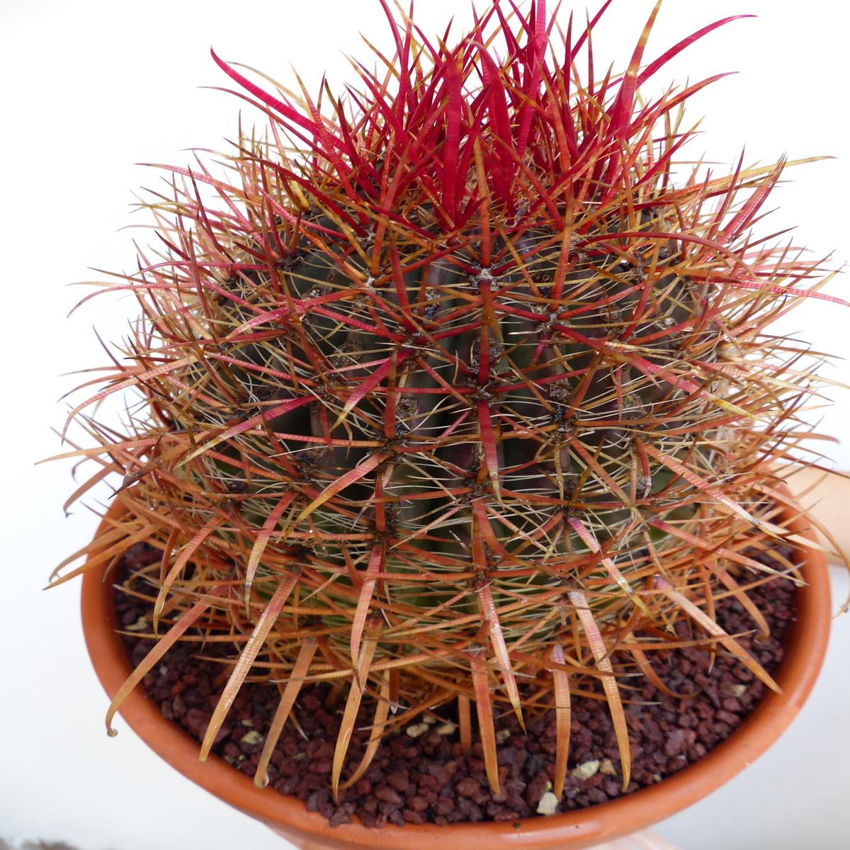 Ferocactus coloratus SEEDS