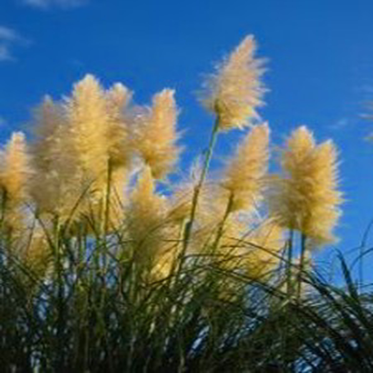 Golden Plume Pampas Grass 25 Seeds -Cortaderia fulvida