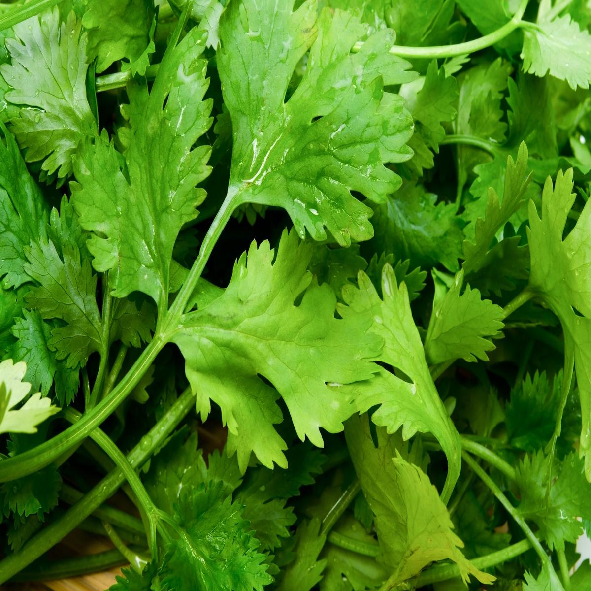 Kings Seeds - Herbs - Coriander - Leisure Seeds
