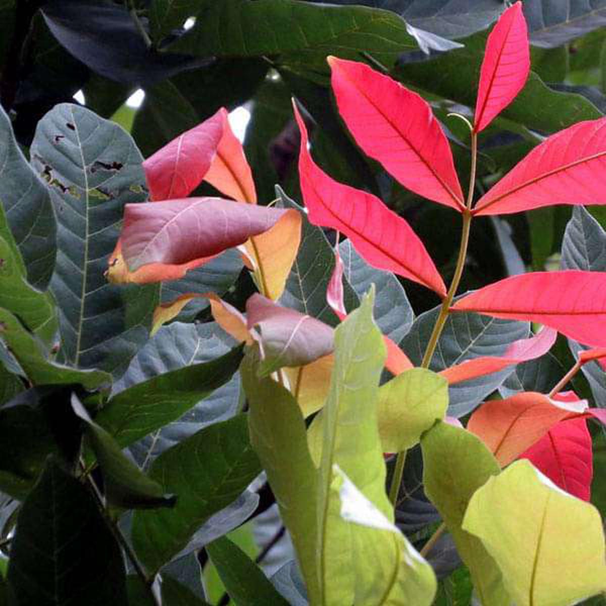 Kusum Tree, Ceylon Oak - 0.5 kg Seeds - Default Title