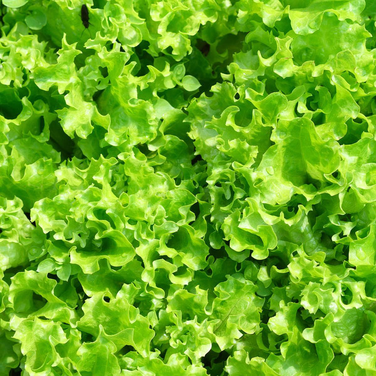 Lolla Bionda Lettuce (Lactuca sativa)