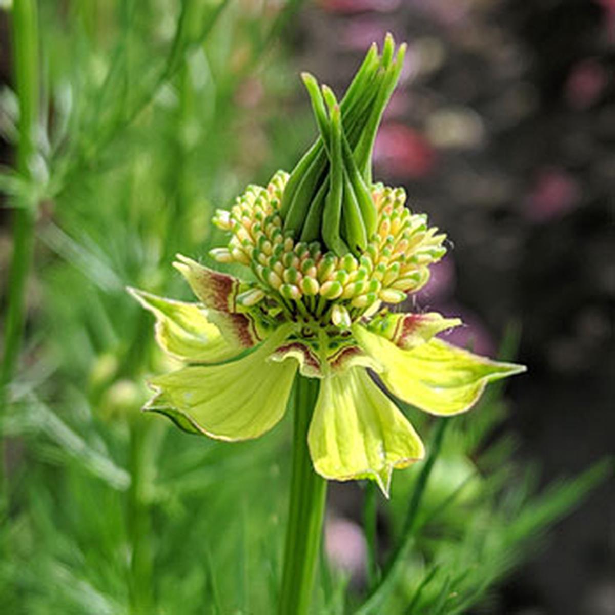 Nigella 'Transformer' (SEED SACHET ONLY)