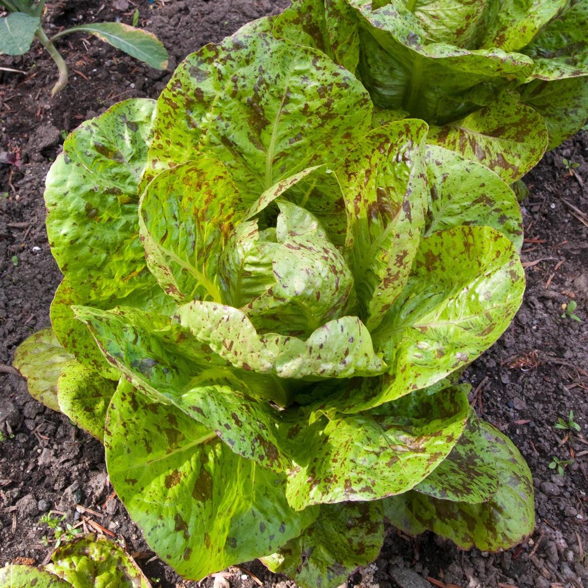 Organic Freckles Lettuce (Lactuca sativa)