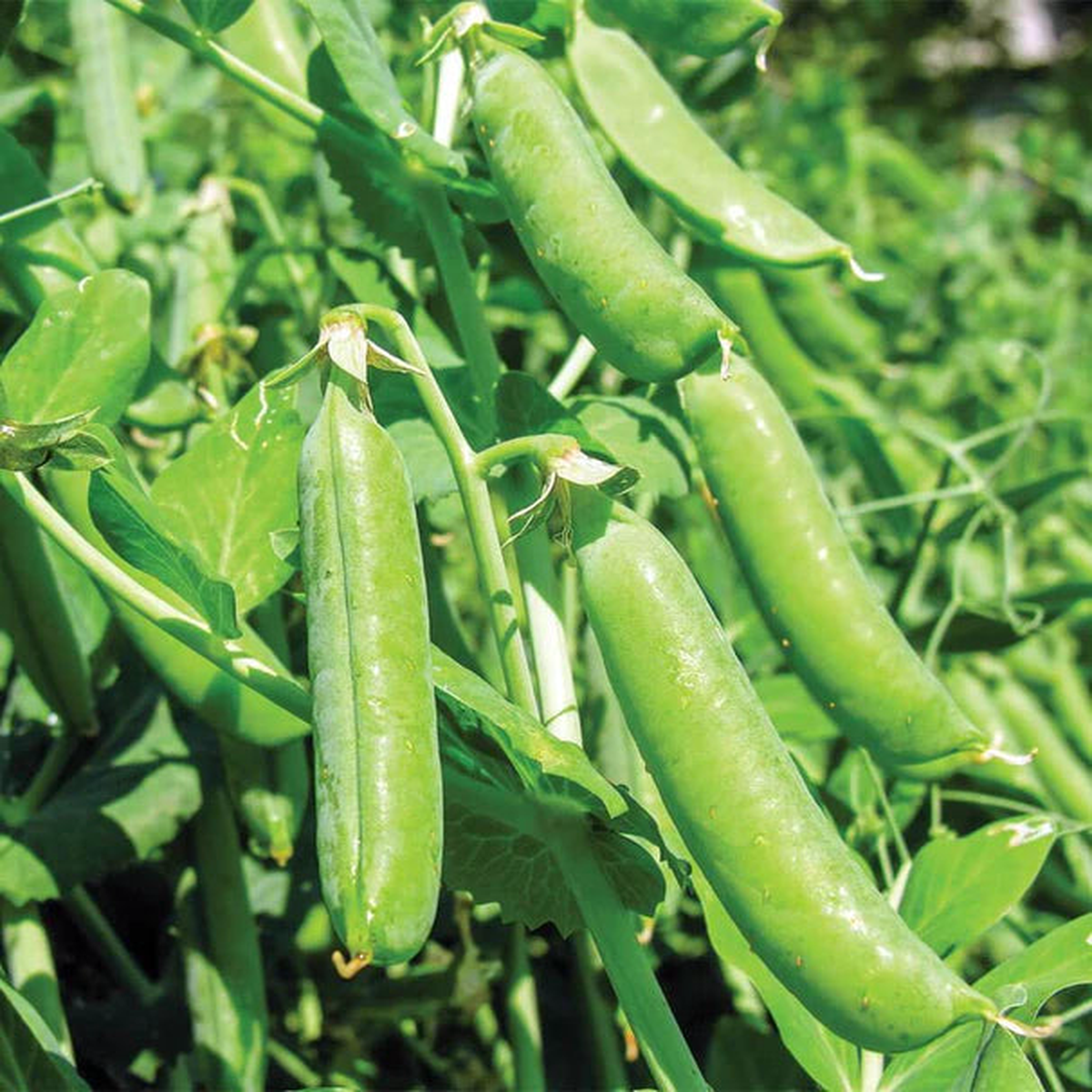 Peas - Bolero