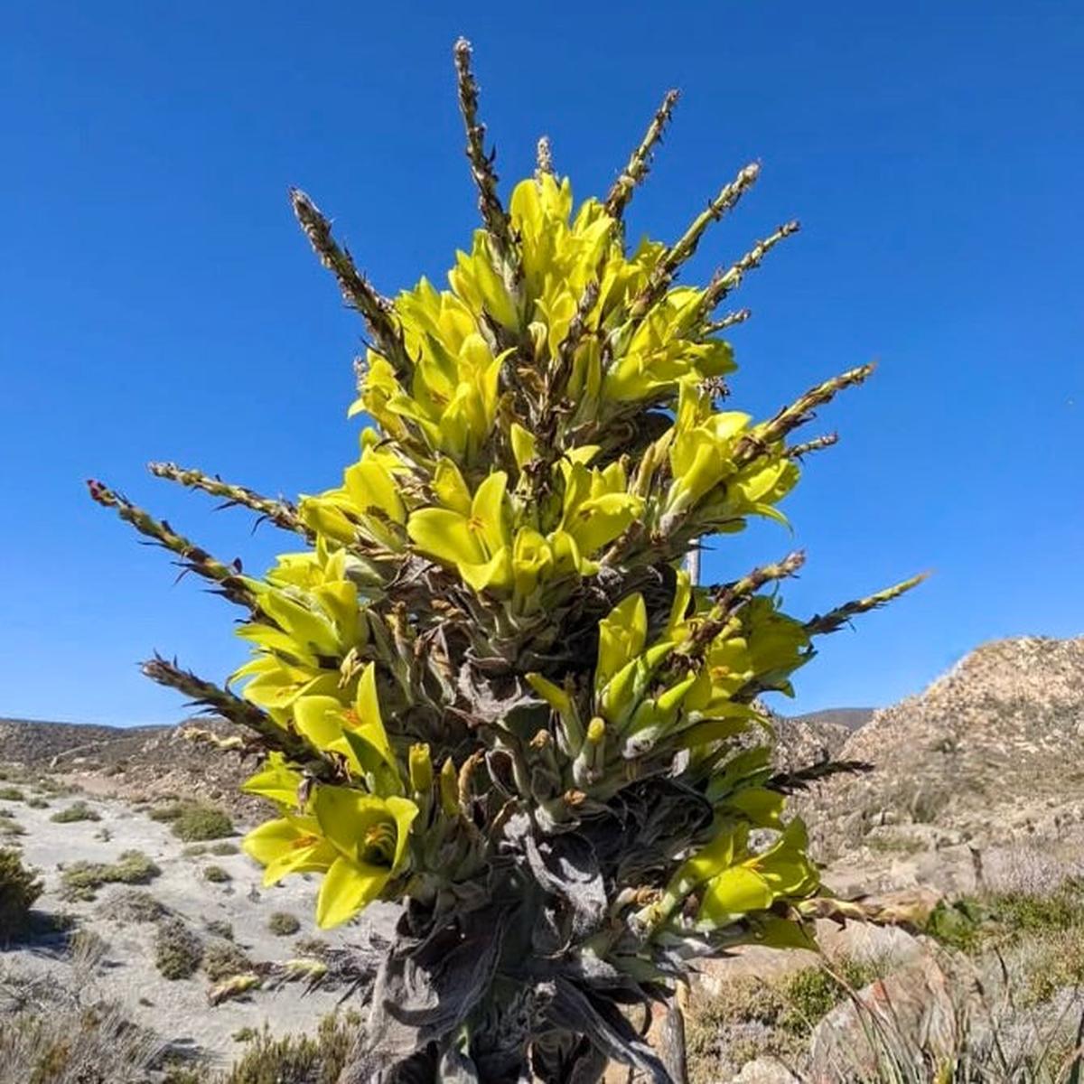 Puya chilensis SEEDS