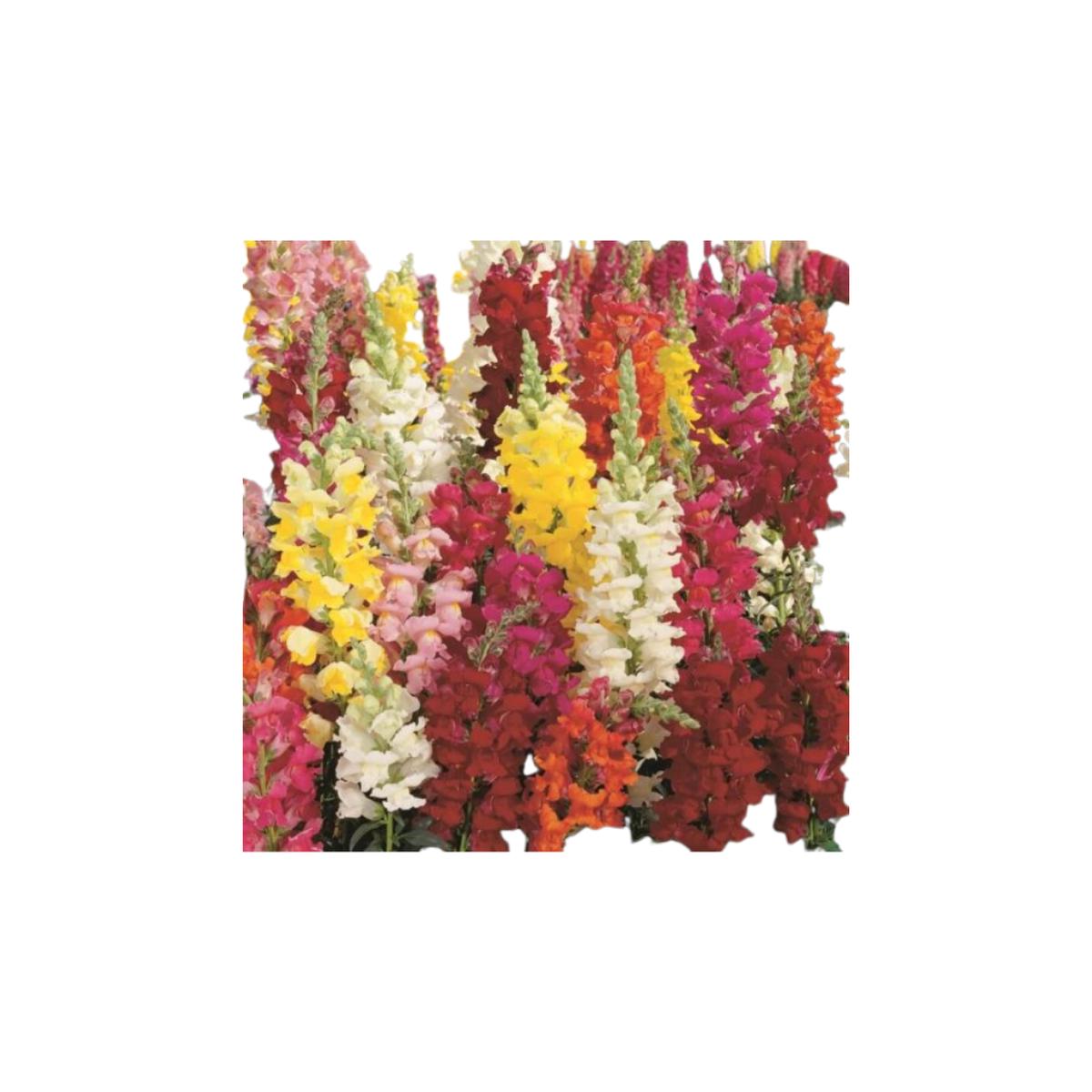 Rocket Mixed Hybrid Snapdragon Seeds | OSC Seeds