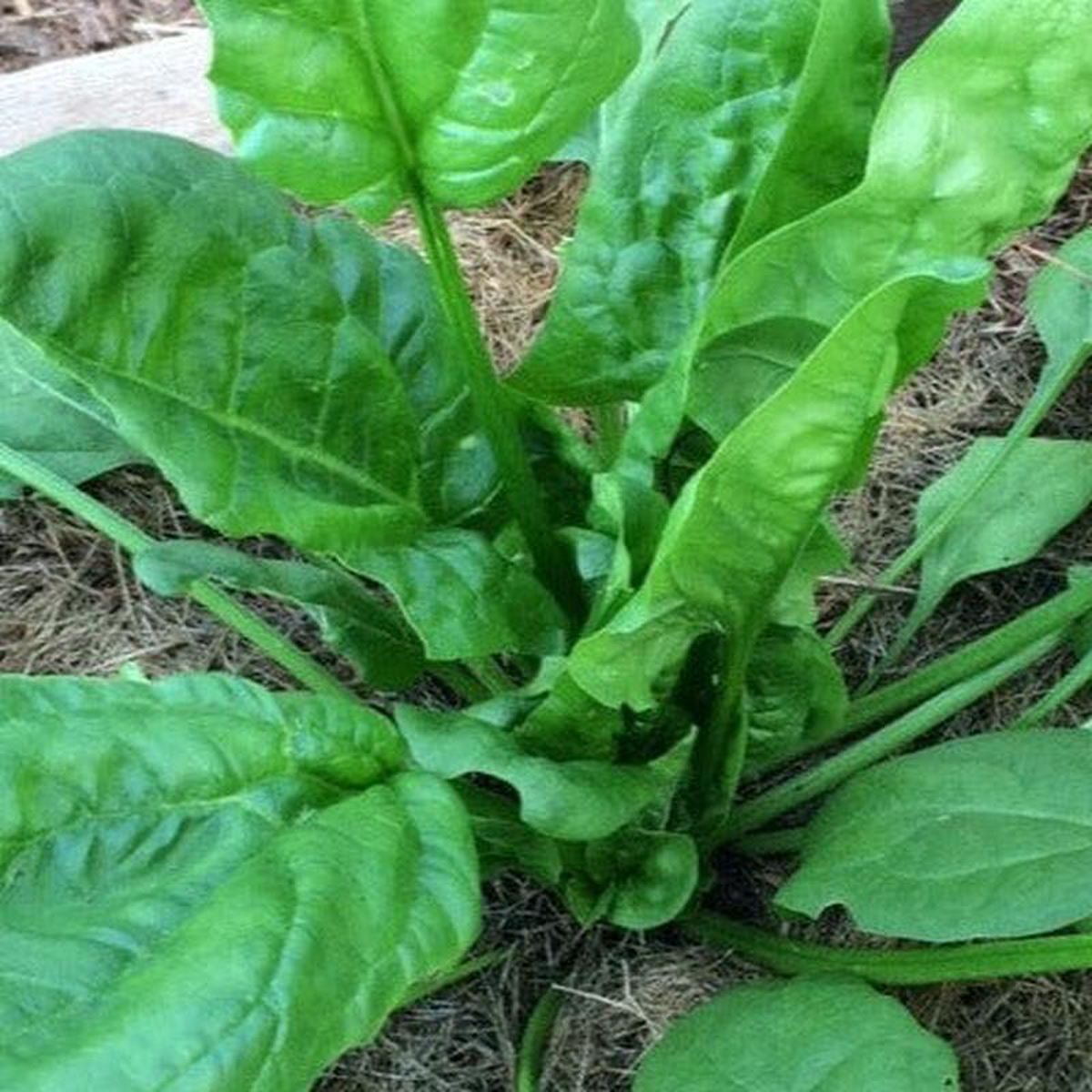 Spinach Giant Winter 8211 Salt Spring Seeds