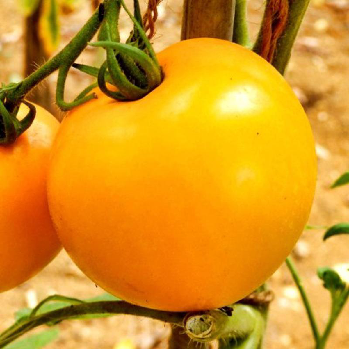 Tomato Jubilee 8211 Pacific Northwest Seeds
