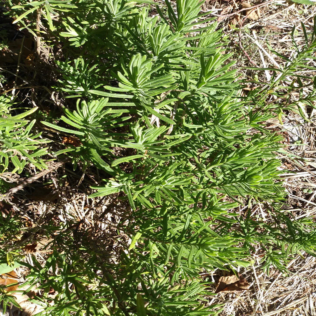 Yellow Lavender - Eagleridge Seeds