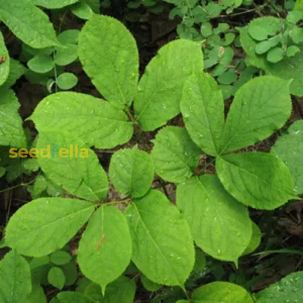Zarzaparrilla Plant Seeds for Planting