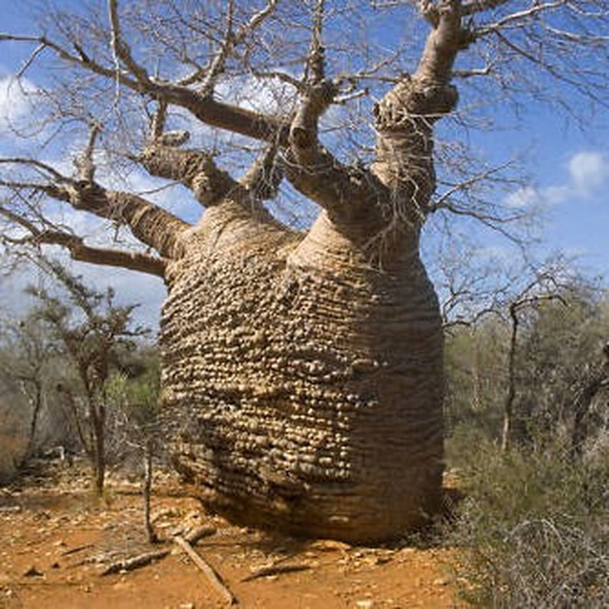 Adansonia samibarensis SEEDS
