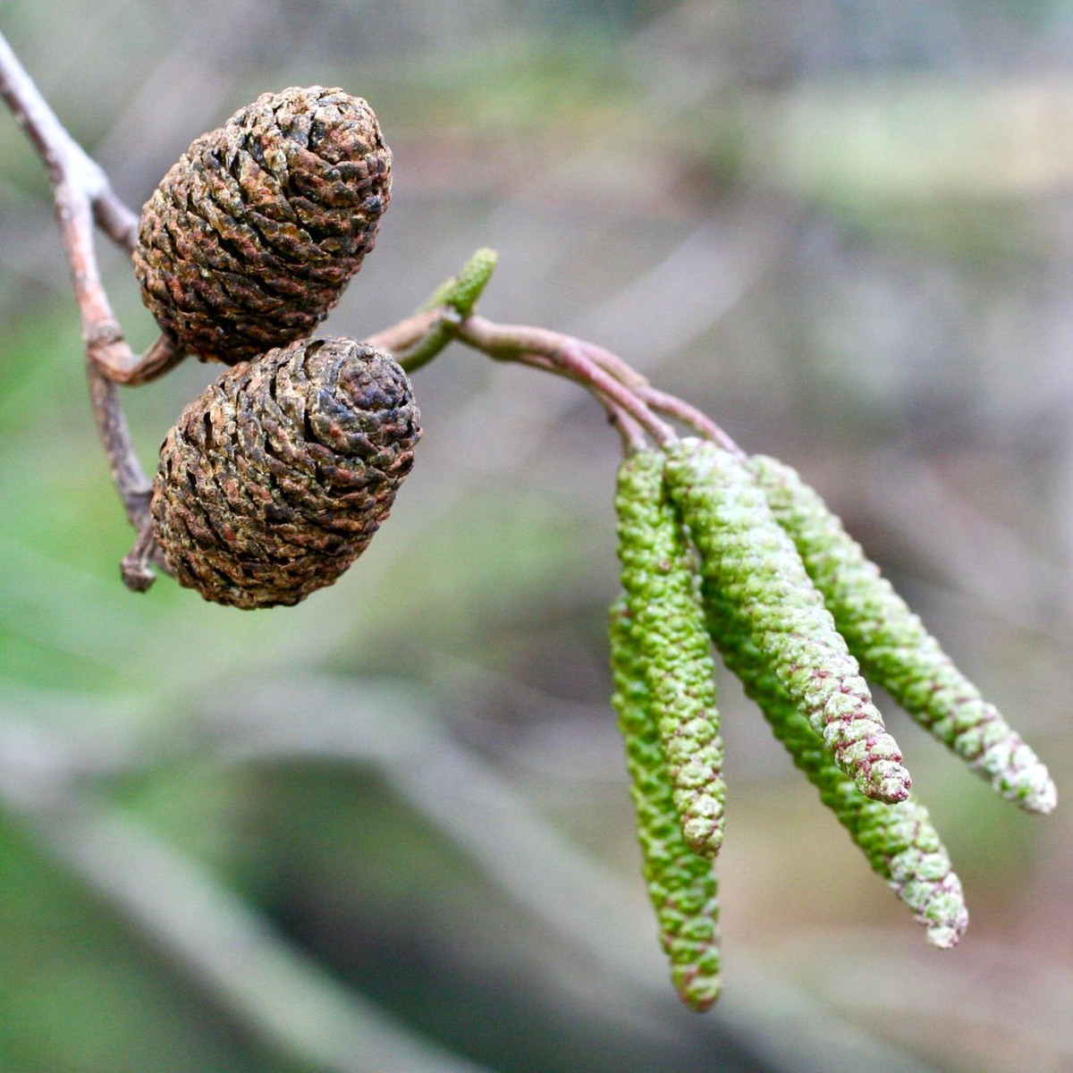 Alnus cordata SEEDS