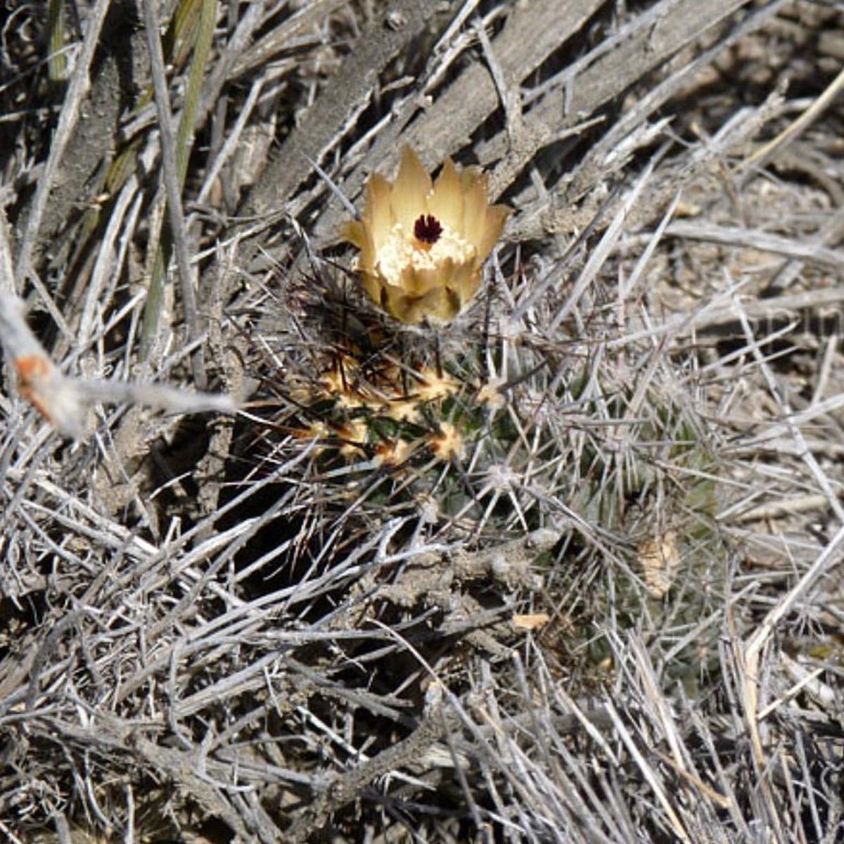 Austrocactus bertinii SEEDS