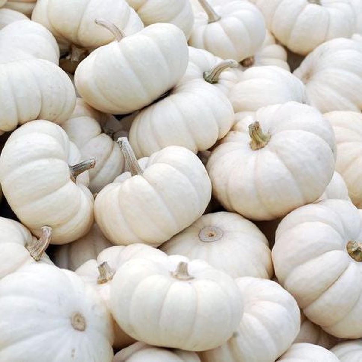 Baby Boo Pumpkin (Cucurbita pepo)