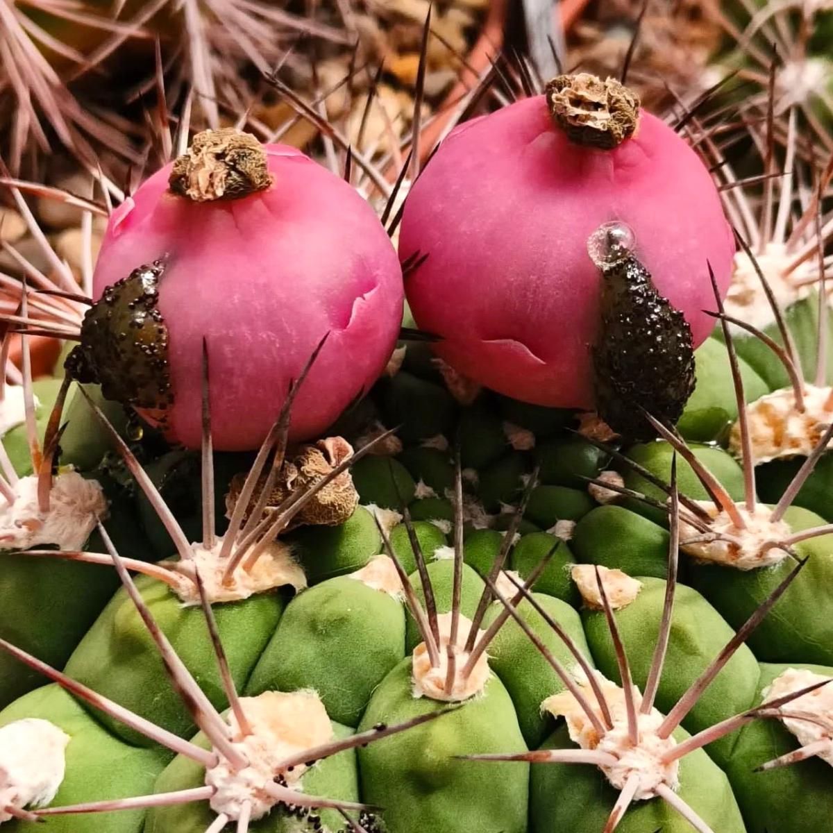 Gymnocalycium zegarrae SEEDS