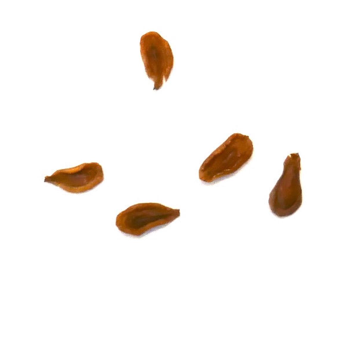 Huernia aspera ES514 SEEDS - 5 Seeds