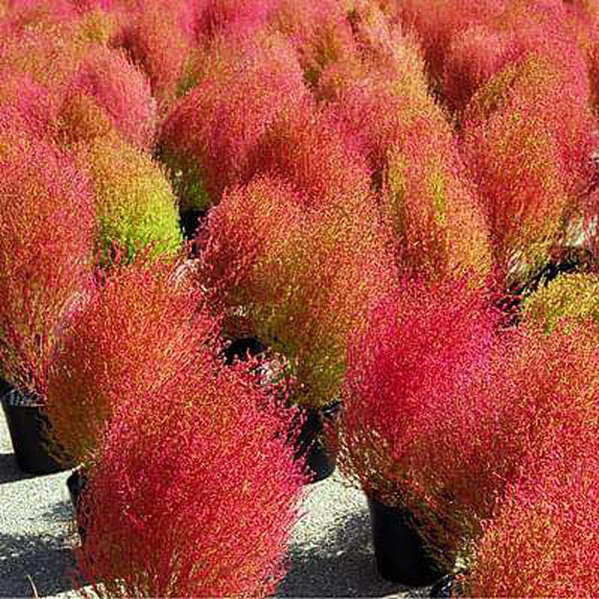 Kochia Burning Bush 8211 Flower Seeds