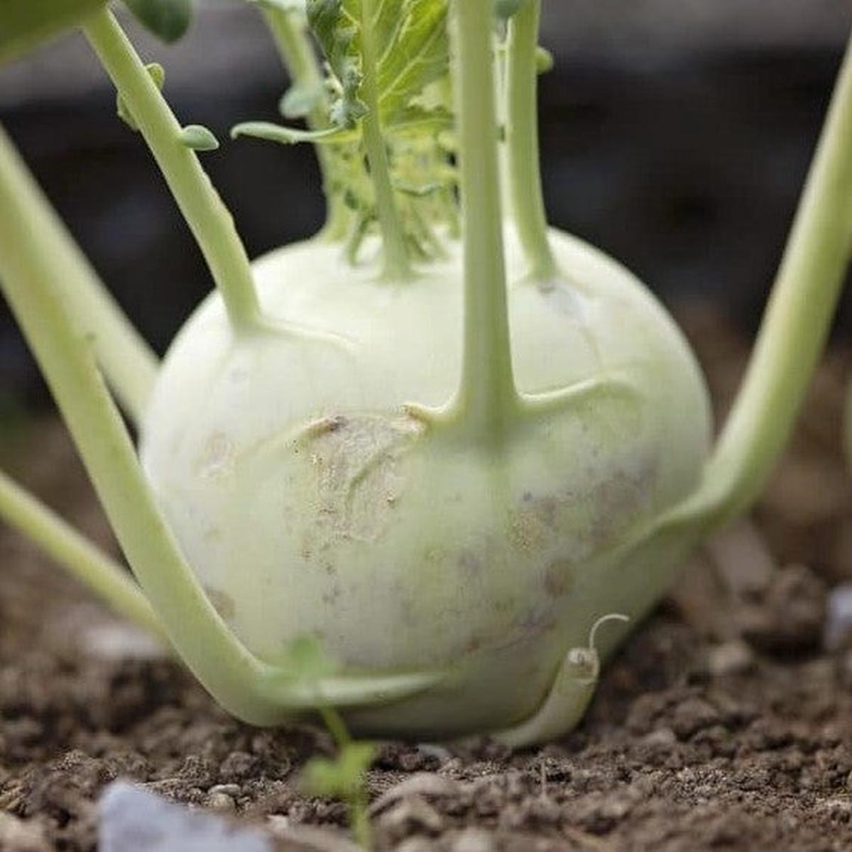 Kohlrabi Early White - Pacific Northwest Seeds