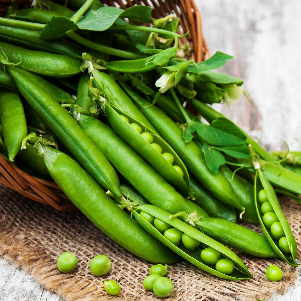 Little Marvel Pea 8211 Bulk