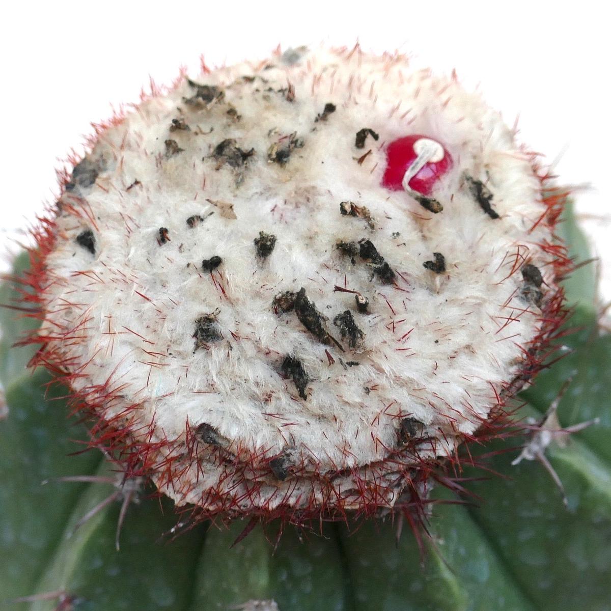 Melocactus maxonii SEEDS