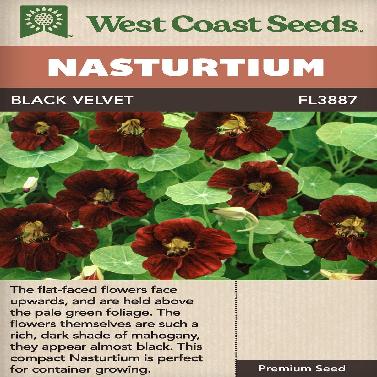 Nasturtium Black Velvet - West Coast Seeds