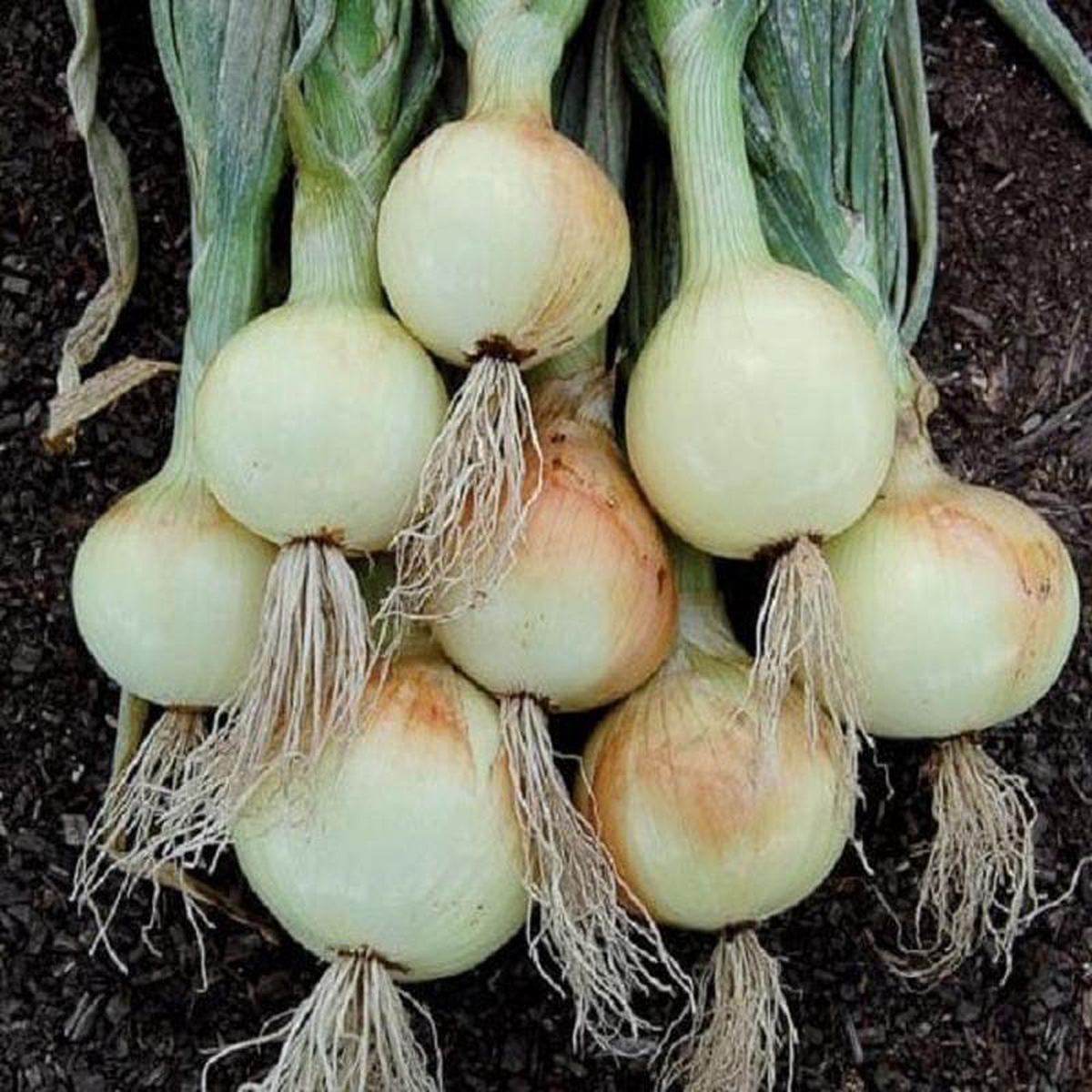 Onion Alisa Craig 8211 Saanich Organics