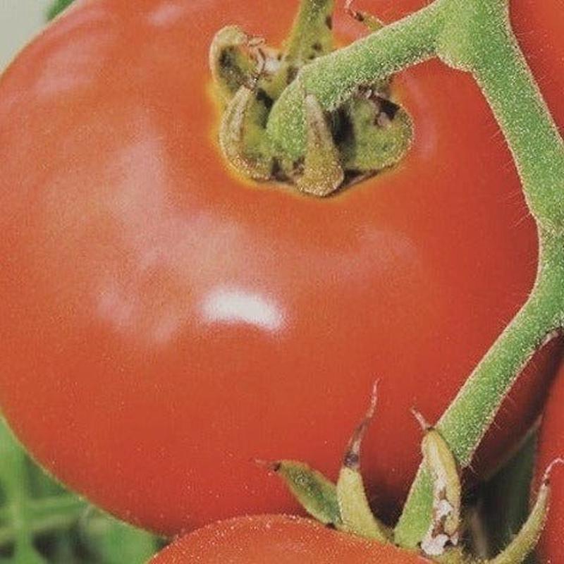 Organic Tomato Manitoba - Metchosin Farm Seeds