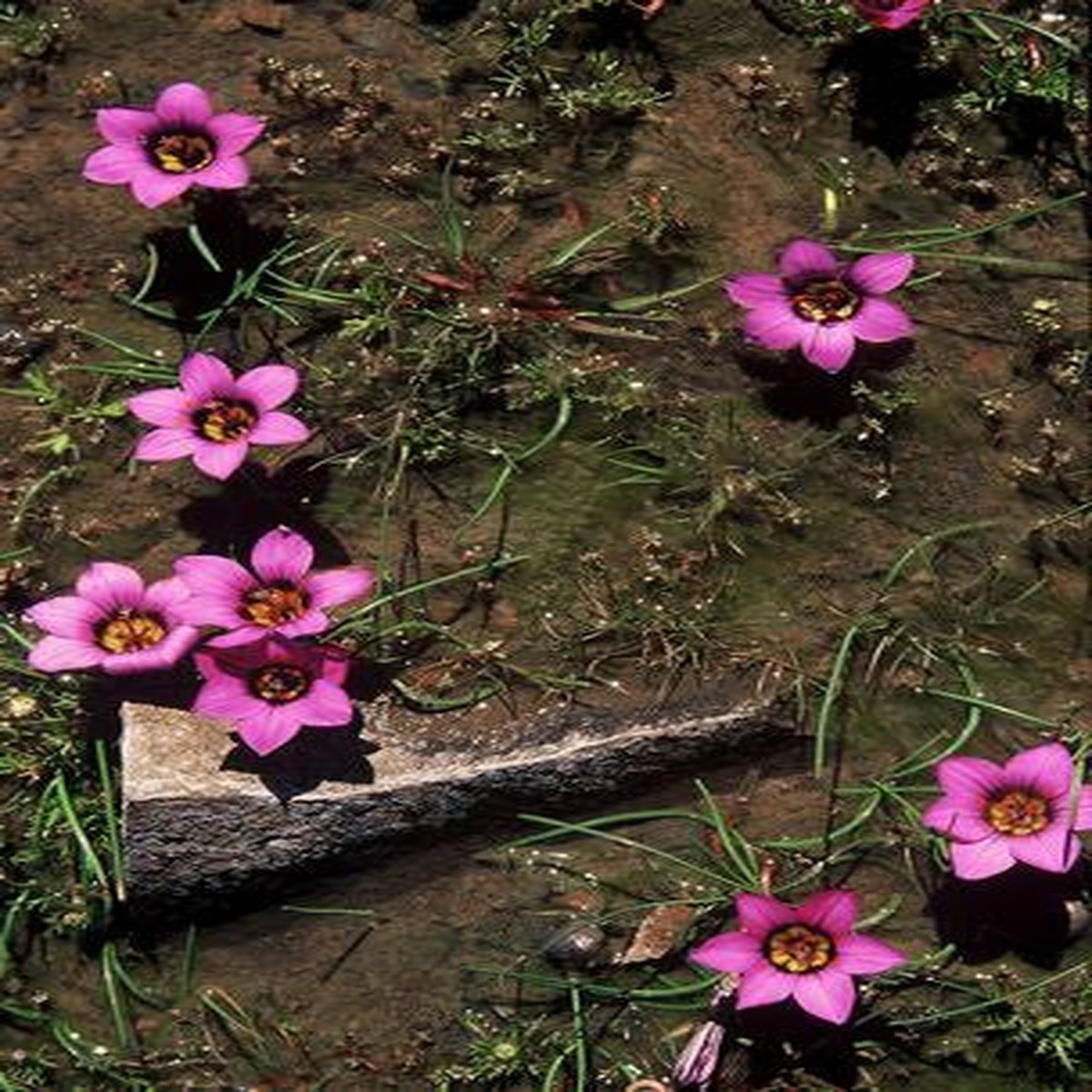 Romulea Atrandra - Indigenous South African Bulb - 10 Seeds