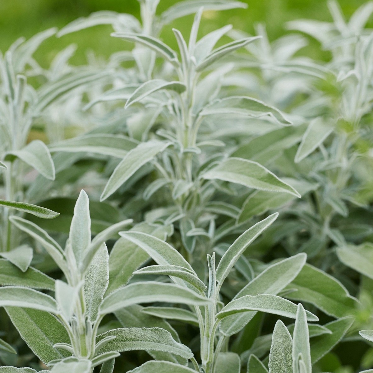 Sage Broadleaf Herb | X 25 Seeds