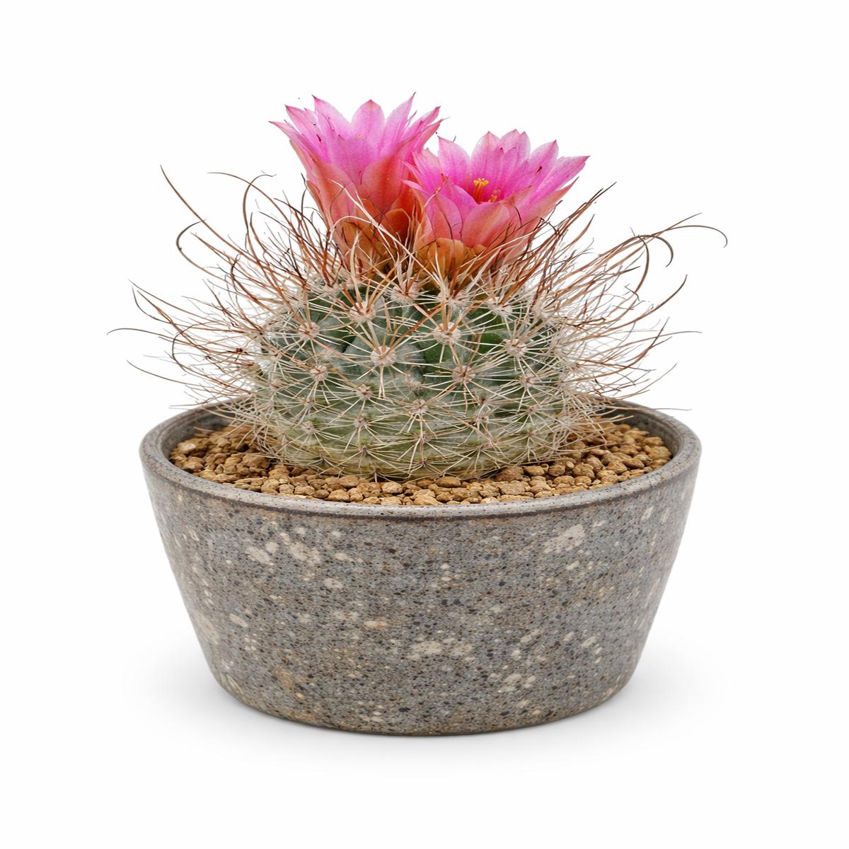 Sclerocactus schleseri SB1015 SEEDS