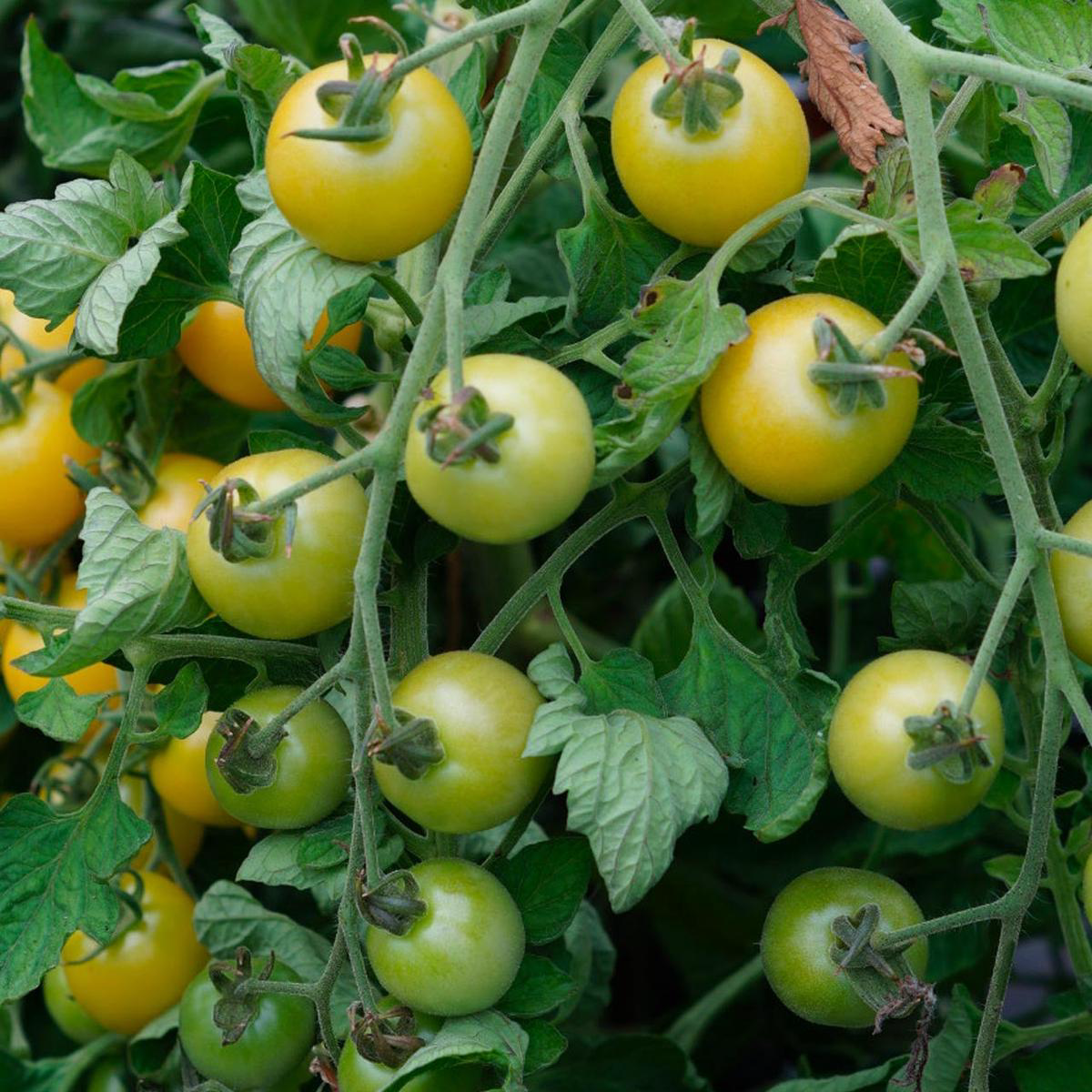 Snow White Cherry Tomato (Solanum lycopersicum)