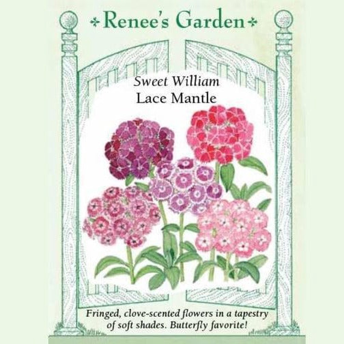 Sweet William Lace Mantle - Renee's Garden