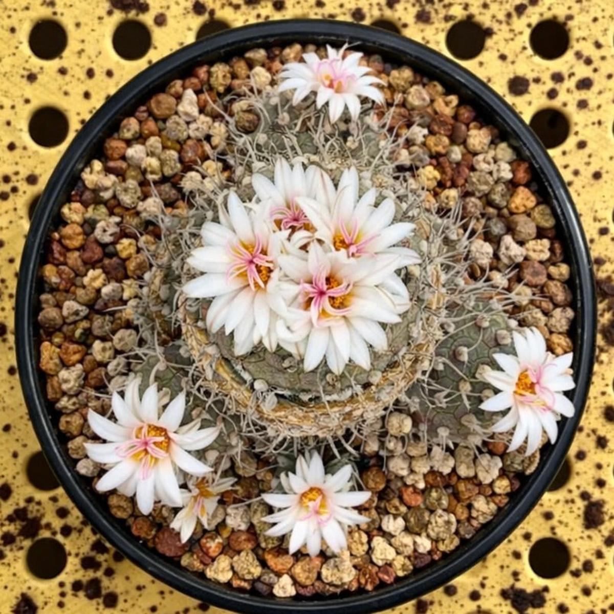 Turbinicarpus roseiflorus var. albiflorus SEEDS
