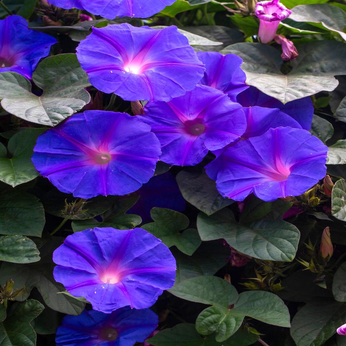 100 PURPLE MORNING GLORY Ipomoea Nil Flower Vine Seeds