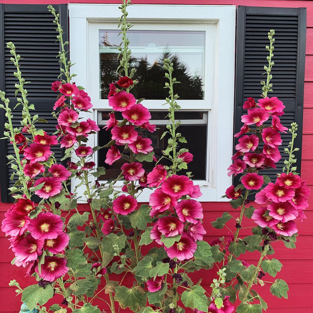 25 DARK RED HOLLYHOCK Alcea Rosea Flower Seeds Perennial