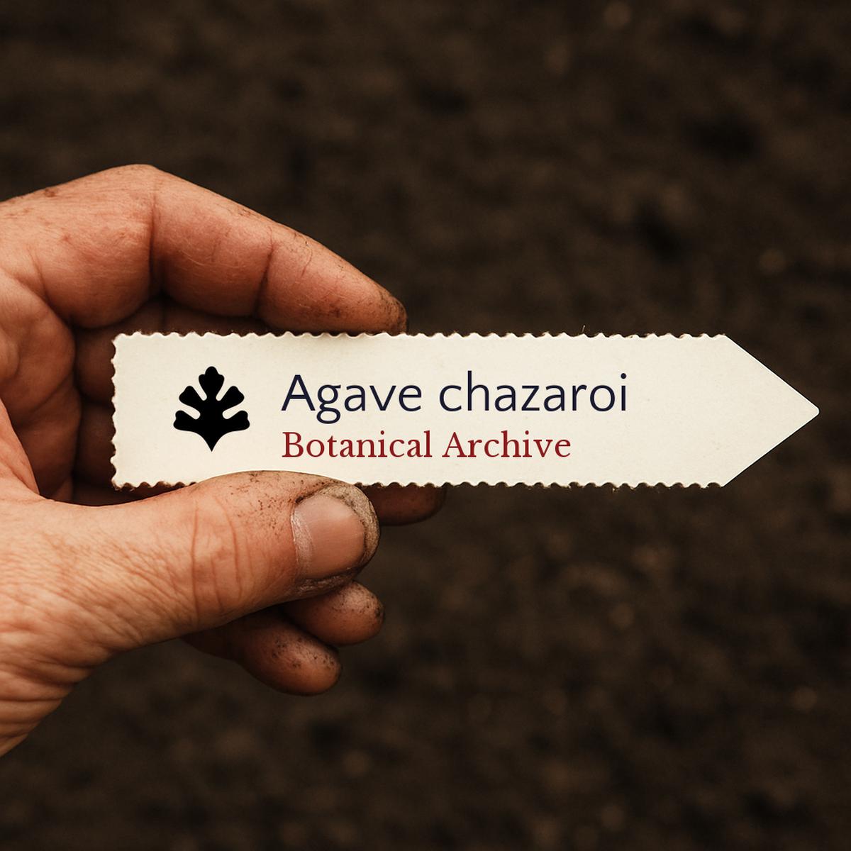 Agave chazaroi SEEDS