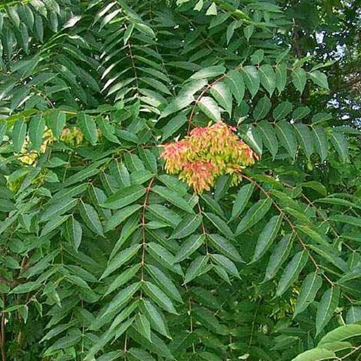 Ailanthus Excelsa, Mahaneem - 0.5 kg Seeds - Default Title