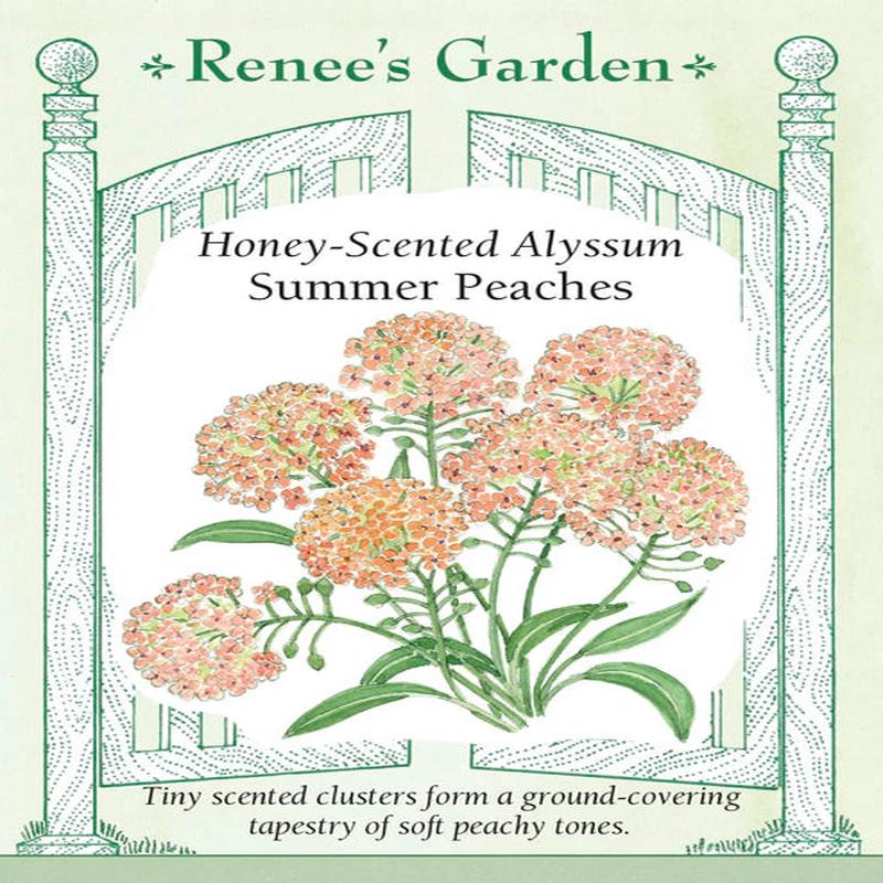 Alyssum Summer Peaches - Renee's Garden