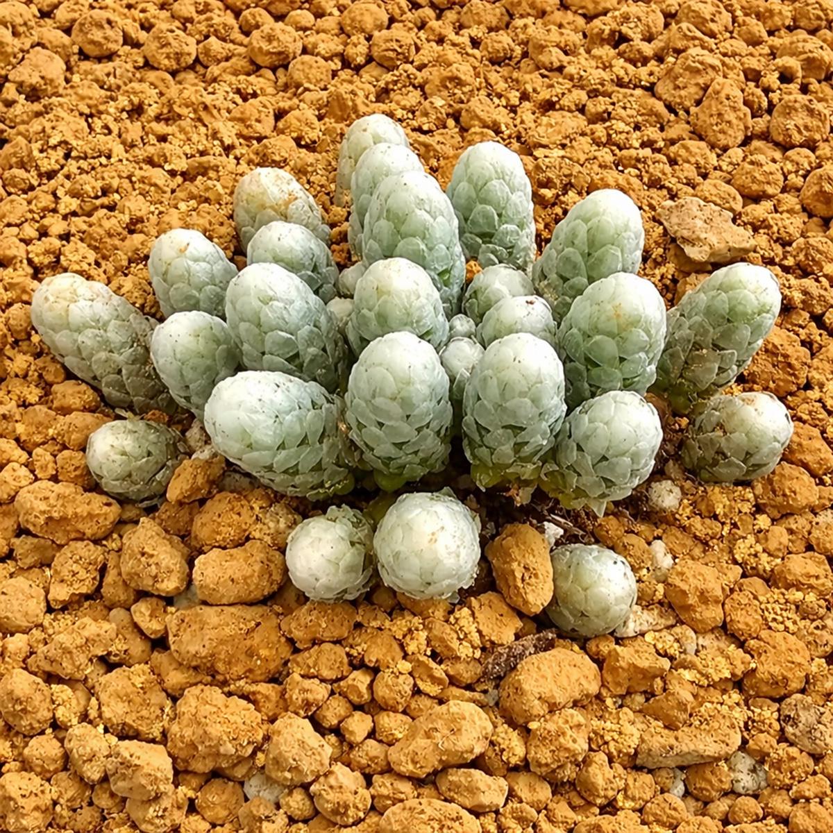 Anacampseros papyracea SEEDS