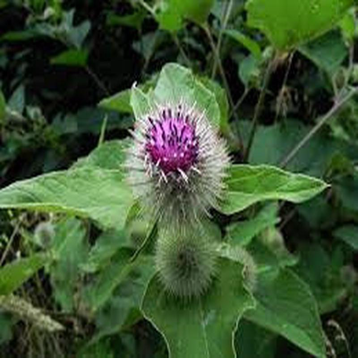 Burdock (Arctium lappa) 8211 Salt Spring Seeds