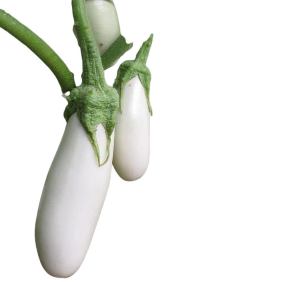 Eggplant Snowy F1 Organic Seeds | West Coast Seeds