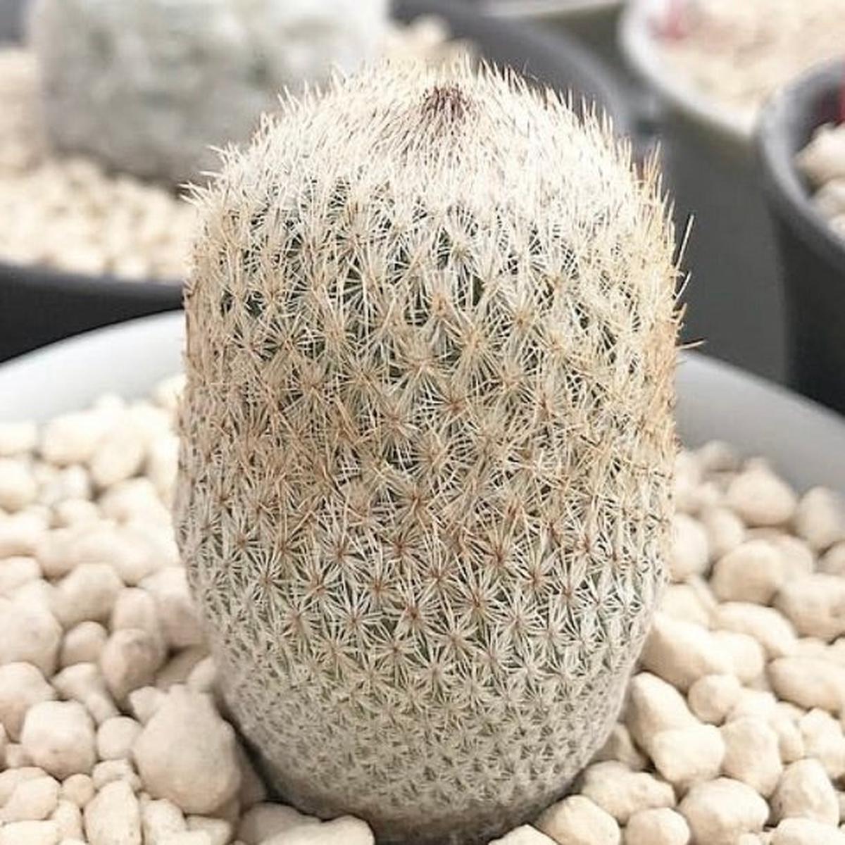 Epithelantha rufispina SEEDS